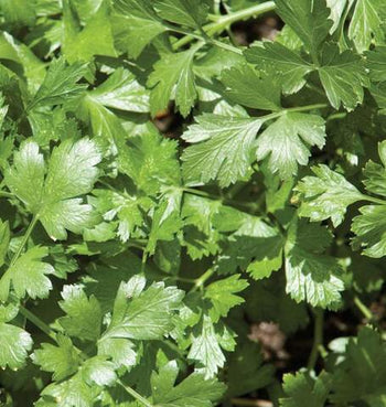 HR1073 Cilantro Santo Long Standing